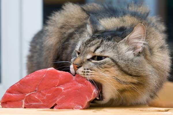 cat-eats-meat.jpg