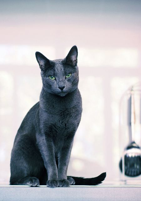 Black best sale blue cat