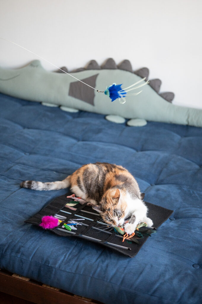 slider-holidaycat1