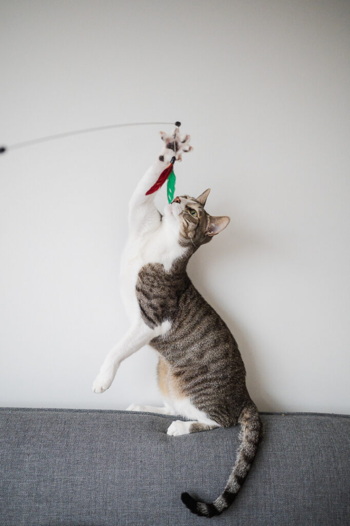 slider-holidaycat5