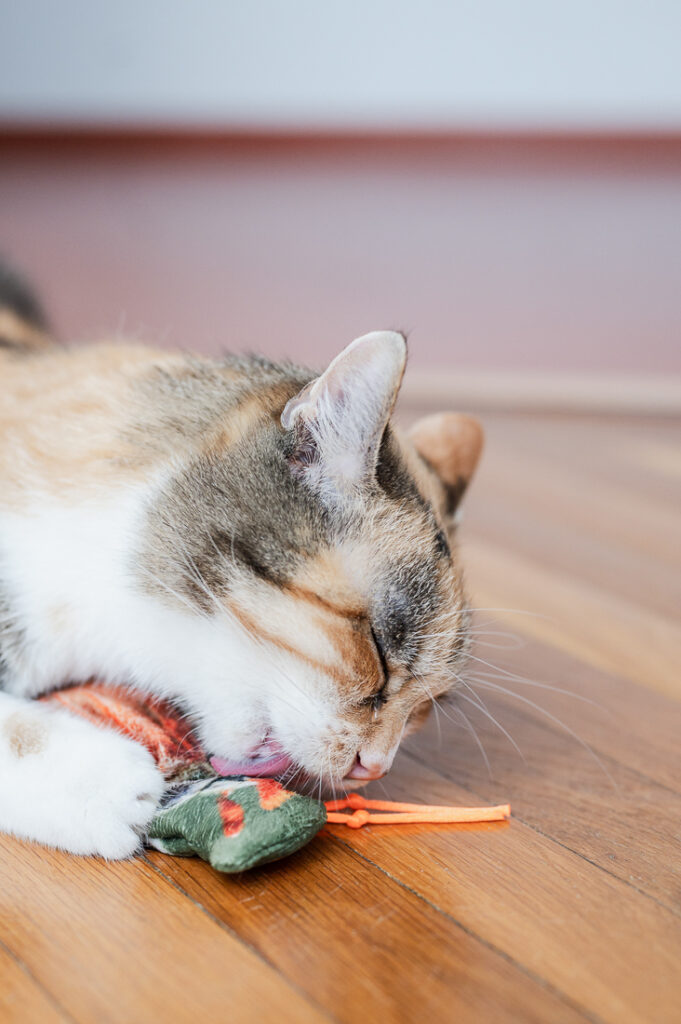 slider-holidaycat6