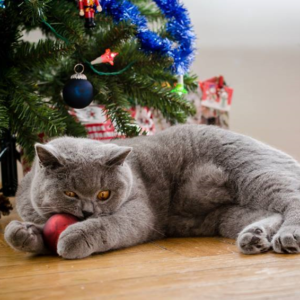 13 důvodů, proč jsou Vánoce lepší s kočkou