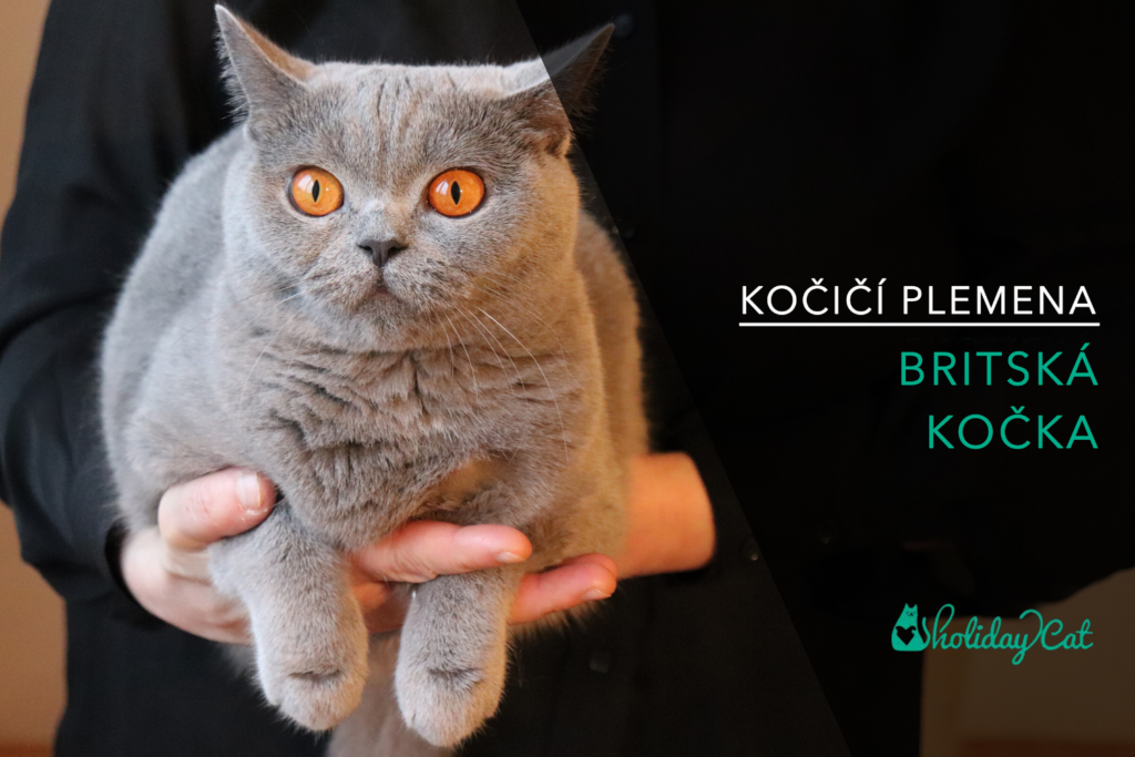 Plemena koček: BRITSKÁ MODRÁ KOČKA (video-reportáž)