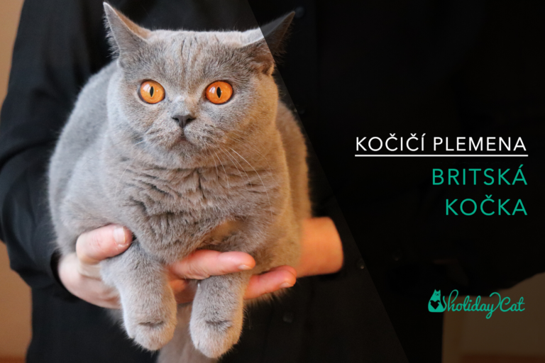 Plemena koček: BRITSKÁ MODRÁ KOČKA (video-reportáž)