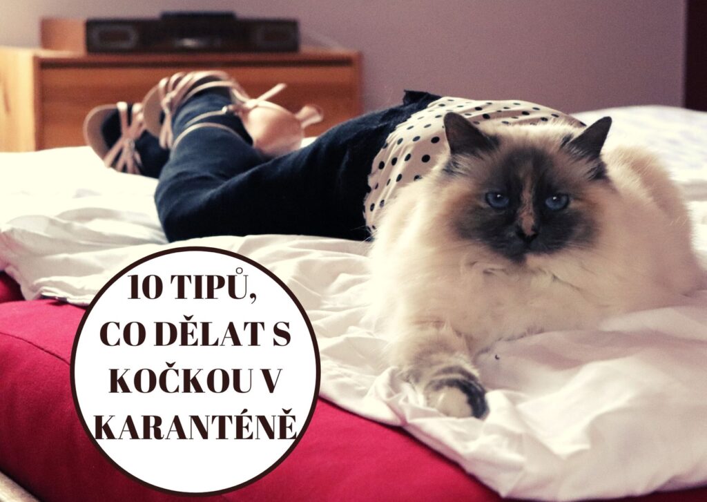 10 tipů, co dělat s kočkou v domácí karanténě