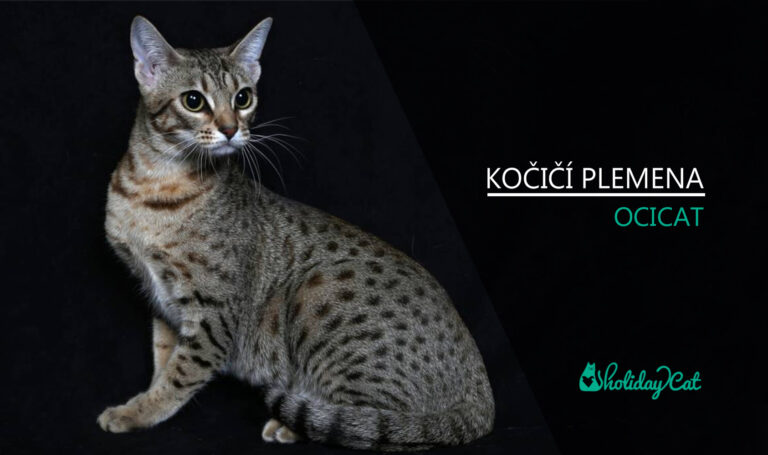Plemena koček: OCICAT (video-reportáž)