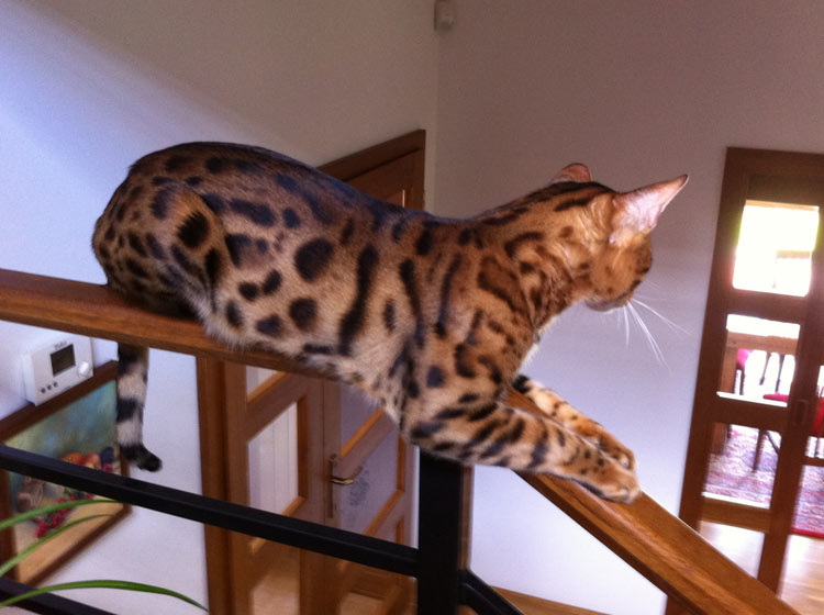 7 things you should know about bengal cat before buying