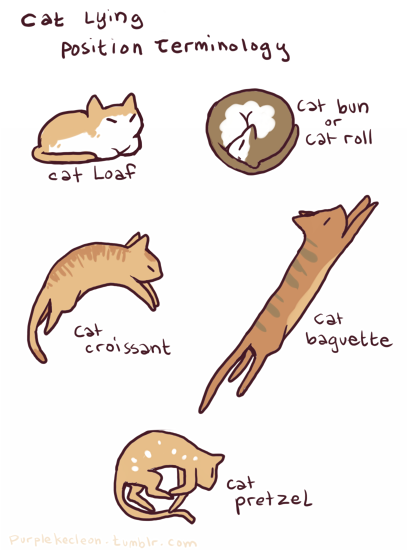 Cat lying position terminology