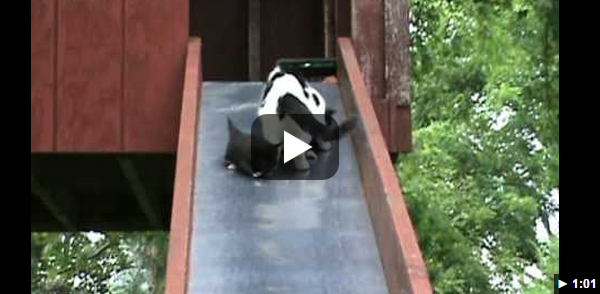 Kittens on a Slide with their mom