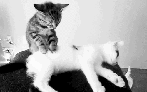 kneading-cat-adorable