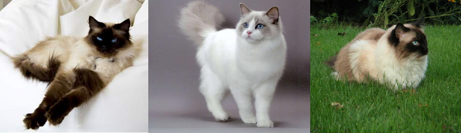 ragdoll line