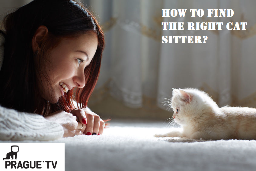 How to find the right cat sitter