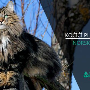 PLEMENA KOČEK: Norská lesní kočka (video-reportáž s chovatelkou)