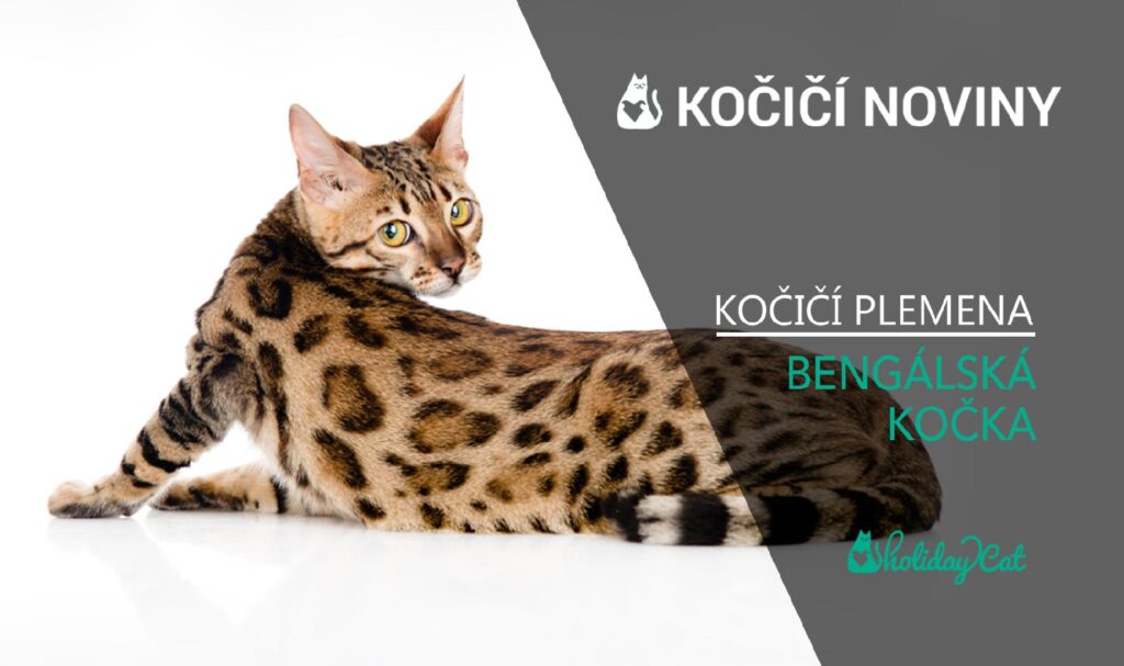 Plemena koček: BENGÁLSKÁ KOČKA (video-reportáž)
