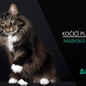 Plemena koček. EXOTICKÁ KOČKA (video-reportáž)