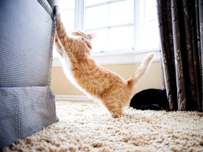 Škrábe vám kočka nábytek? Možná jen nemá správné škrabadlo