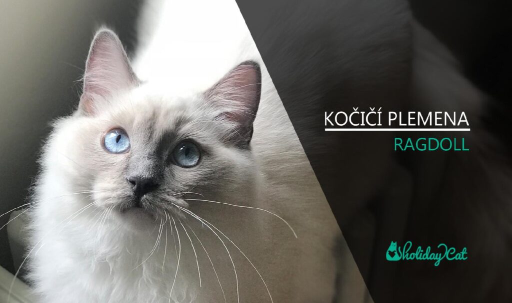 Plemena koček: RAGDOLL (video-reportáž)