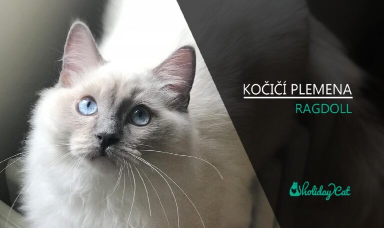 Plemena koček: RAGDOLL (video-reportáž)