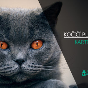 Plemena koček: KOČKA KARTOUZSKÁ (video-reportáž)